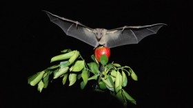 An Egyptian fruit bat in flight in the simulated 