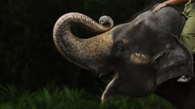 Asian Elephant 