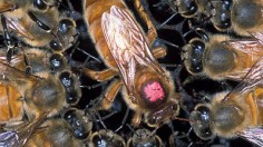 Apis mellifera scutellata (Africanized honey bees)