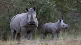 South Africa may lose 515 rhinos by year end due to poaching