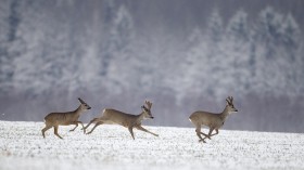 Roe Deer 