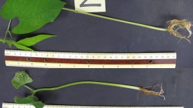 A bean plant treated with hydrogen sulfide (top) is substantially bigger at two weeks after gestation than the control plant (bottom) that was untreated.