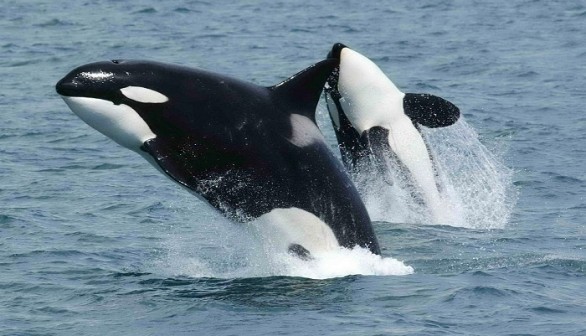 killer whale