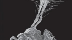 This image shows a female Tinkerbella nana specimen. The scale line = 100 μm.