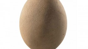 Elephant Bird Egg