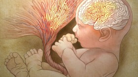 Autism risk predicted with abnormal fold and growth in the placenta