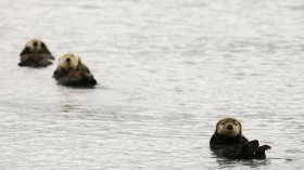 USGS survey reveals significant increase in sea otter population in California.