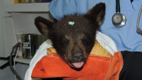 One of two orphaned black bear cubs recovering at the Wildlife Center of Virginia after their mother will killed by a vehicle. 