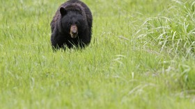 A black bear walks across a meadow near Rainy Lake near Tower Fall in Yellowstone National Park, Wyoming, June 20, 2011. Black bear are commonly sighted near the tree line. 