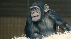 chimp