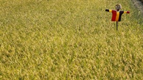 A scarecrow stands in a rice field in Soma, about 40 km (25 miles) north of the tsunami-crippled Fukushima Daiichi nuclear power plant, in Fukushima prefecture, September 10, 2011, a day before the si