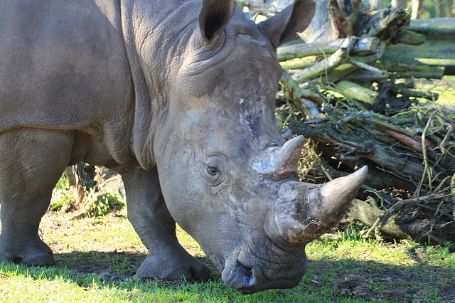 adult rhino weight