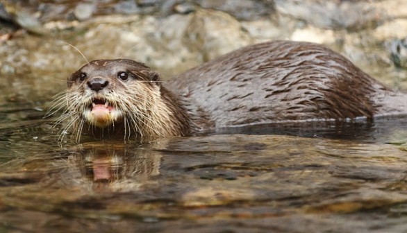 otter