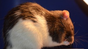 Rats exposed to longer duration of day time are more depressed and stressed 