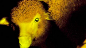 Scientists in Uruguay modified sheep's genes with luminescent jellyfish protein that causes them to glow green in UV light. 