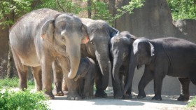 Members of the St. Louis Zoo's Asian elephant herd.