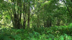 The forest, called the Molai woods, is a safe haven for numerous birds, deer, rhinos, tigers and elephants — species increasingly at risk from habitat loss. 