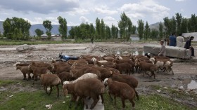 A new study suggests that sheep keep moving towards in the center of their group when they sense predator attack.	 (Photo: Reuters)