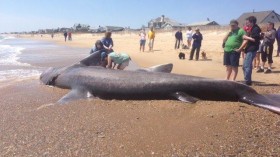 A 28-foot basking shark washed up on a beach in Rhode Island Sunday. Biologists are investigating the cause of the shark's death.