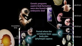 Turtle and chicken body plan during development. 