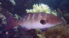 The coral grouper has been found to communicate with other marine life in an effort to cooperatively hunt, a trait previously only observed in apes, ravens and humans, according to researchers. 