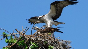 Osprey preparing to mate on the nest. A 27-year-old osprey laid a rare fourth eggs at her nest in Scotland. (Not Pictured) 