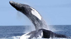 Humpback whales in the Northwest Atlantic. 