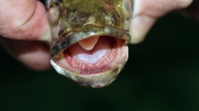 Northern Snakehead 