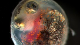 This Gulf killifish embryo was exposed to oiled sediments from the 2010 Deepwater Horizon spill. Three years later, killifish continue to show health defects related to oil toxicity from the spill.