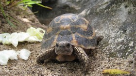 Flat-backed Spider Tortoise