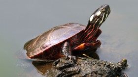 Painted Turtle 