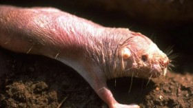 Mole Rat 