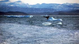 A whale dives into sea off the coast of Greenland's capital Nuuk October 17, 2012.