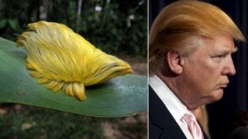 Donald Trump Caterpillar