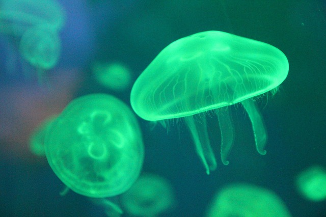 Brainless Jellyfish Actively Hunt, Surprise Experts | Nature World News