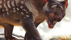 Artist's reconstruction of a marsupial lion - Thylacoleo carnifex