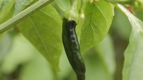 Capsicum annuum (chilli)