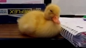 Duckling