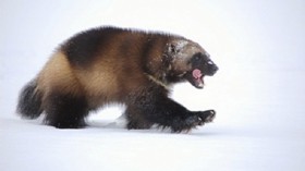 A wolverine walks across the snow in this U.S. Fish and Wildlife Service (USFWS) photo taken March 16, 2009