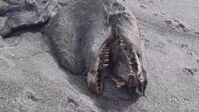 Dead Orca in New Zealand 