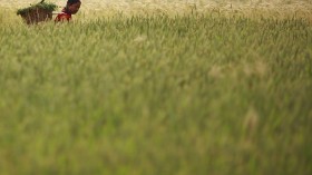 A farmer carrying a basket walks through a wheat field as she returns home from her field at Khokana, in Lalitpur, Nepal, April 29, 2013