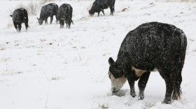 Cattle nose through snow to get to the green grass below, in Arvada, Colorado May 1, 2013