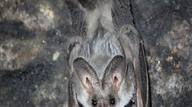 Greater False Vampire Bat (Megaderma lyra) 