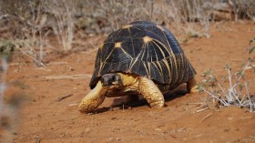 A radiated tortoise in its natural habitat. 