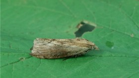 Greater Wax Moth 