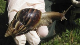 Giant African Snail