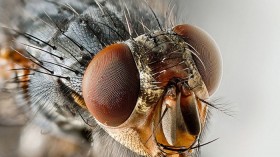 A flesh fly (Sarcophagidae)