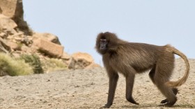 Ethiopian Gelada monkey