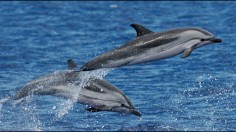 Striped Dolphins 