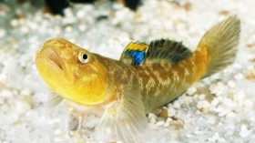 A male desert Goby performing an aggressive display.